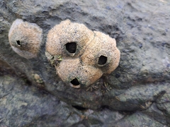 Hexanauplia