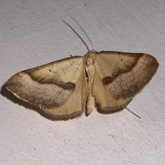 Anachloris subochraria