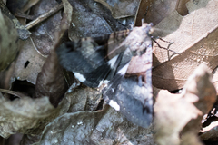 Melipotis nigrobasis