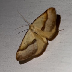 Anachloris subochraria