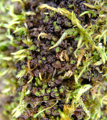 Syntrichia laevipila