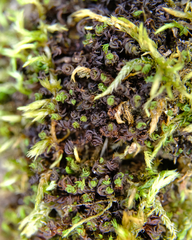 Syntrichia laevipila
