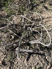 Proboscidea parviflora