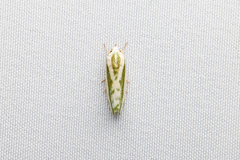 Earias huegeliana