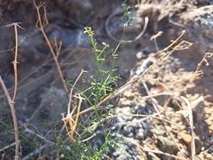 Fagonia laevis