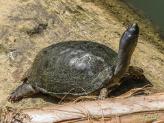 Rhinoclemmys funerea