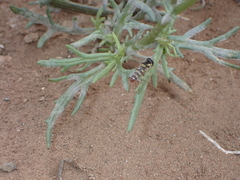 Ischiodon aegyptius