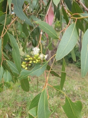 Eucalyptus moluccana