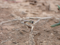 Ischiodon aegyptius