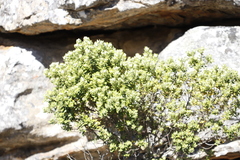 Phylica buxifolia