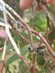Eucalyptus moluccana