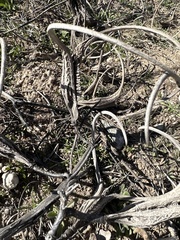 Proboscidea parviflora