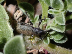 Herpisticus lanatus