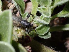 Herpisticus lanatus