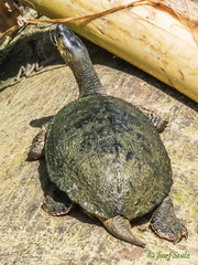 Rhinoclemmys funerea