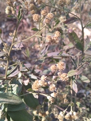 Baccharis sordescens