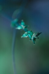 Carex rosea
