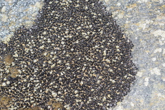 Mytilaster solisianus