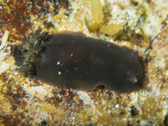 Dendrodoris arborescens