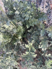 Ambrosia confertiflora
