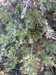 Ambrosia confertiflora