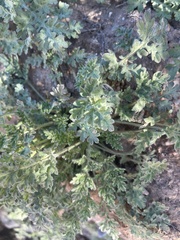 Ambrosia confertiflora