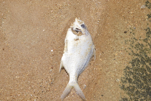 Blinch (Diapterus rhombeus) — Gerreidae — 4