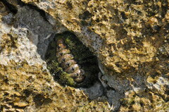 Acanthopleura