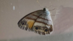 Cissia pseudoconfusa