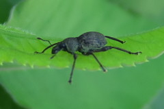 Metapocyrtus adspersus