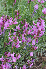 Astragalus coltonii