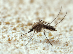 Aedes caspius