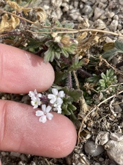 Glandularia quadrangulata