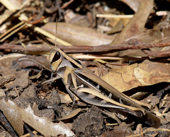 Rhammatocerus viatorius