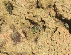 Pachygrapsus transversus