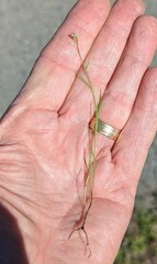 Lepidium nitidum
