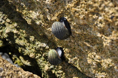 Nerita costata
