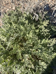 Ambrosia confertiflora