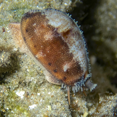 Purpuradusta gracilis