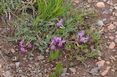 Astragalus missouriensis