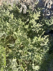 Ambrosia confertiflora