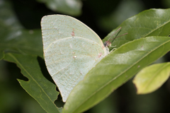 Phoebis neocypris