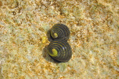 Nerita costata