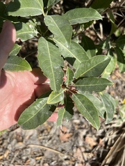 Sideroxylon foetidissimum