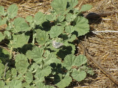 Malvella leprosa