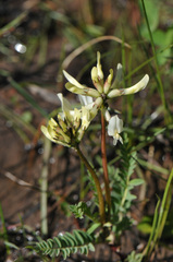 Astragalus scopulorum