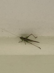 Conocephalus albescens