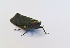 Acraephia perspicillata