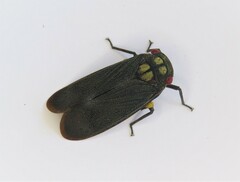 Acraephia perspicillata