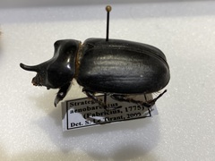 Strategus aenobarbus